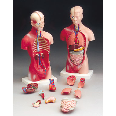 human-torso-model-male-10-quot