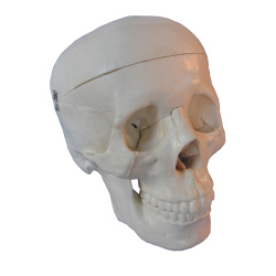 human-skull-life-size-model-10pk
