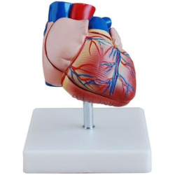 heart-model