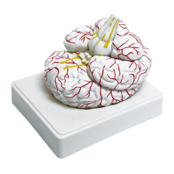 3307-1-human-brain-model-life-size-3-parts