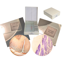 specimen-collection-of-prepared-microscope-slides