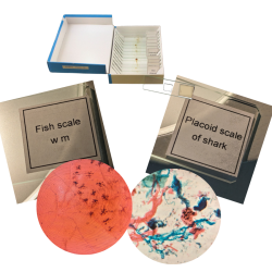 sea-life-set-glass-prepared-slides