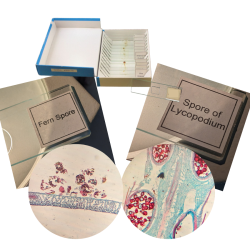 pollen-and-spores-set-glass-prepared-slides