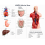 human-torso-anatomy-model-10-18-in