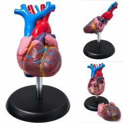 human-heart-anatomical-model-life-size-2-parts-budget-edition