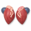 Male-Bladder-and-Prostate-Anatomy-Model-Median-Section