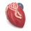 Male-Bladder-and-Prostate-Anatomy-Model-Median-Section