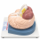 human-brain-model-life-size-2-parts-hand-painted-with-numbered-structures