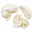 Human-Brain-Anatomy-Model-3-Parts-Plain-Finish