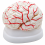 Human-Brain-Anatomy-Model-with-Arteries-8-Parts
