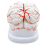 Human-Brain-Anatomy-Model-with-Arteries-8-Parts