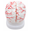 Human-Brain-Anatomy-Model-with-Arteries-8-Parts