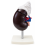 Human-Kidney-and-Adrenal-Gland-Model-Life-Size-2-Parts