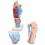Human-Larynx-Anatomy-Model-3x-Enlarged-3-Parts