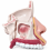 human-nasal-cavity-and-sinus-model-cutaway-anatomy