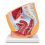female-pelvis-anatomy-model-median-section-1-part