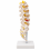 human-lumbar-spine-model-life-size-with-sacrum-and-herniated-disc