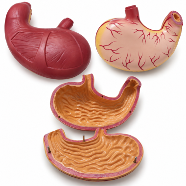 human-stomach-anatomy-model-2x-enlarged