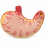 human-stomach-anatomy-model-2x-enlarged