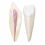 Human-Teeth-Anatomy-Model-Set-12x-Enlarged-3-Tooth-Types