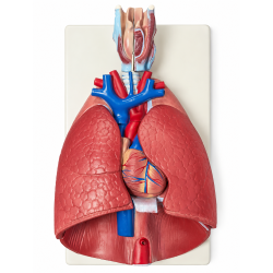 Human-Larynx-Heart-and-Lung-Model-Life-Size-7-Parts